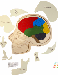 Brain and Skull puzzle
